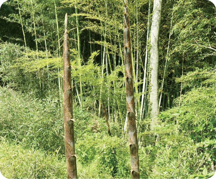 放置竹林を食べて有効活用しよう!|暮らしのお役立ち情報|Lifan(ライファン)